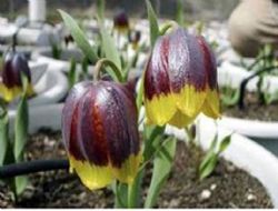 Erzurum Hollanda ile yarışacak